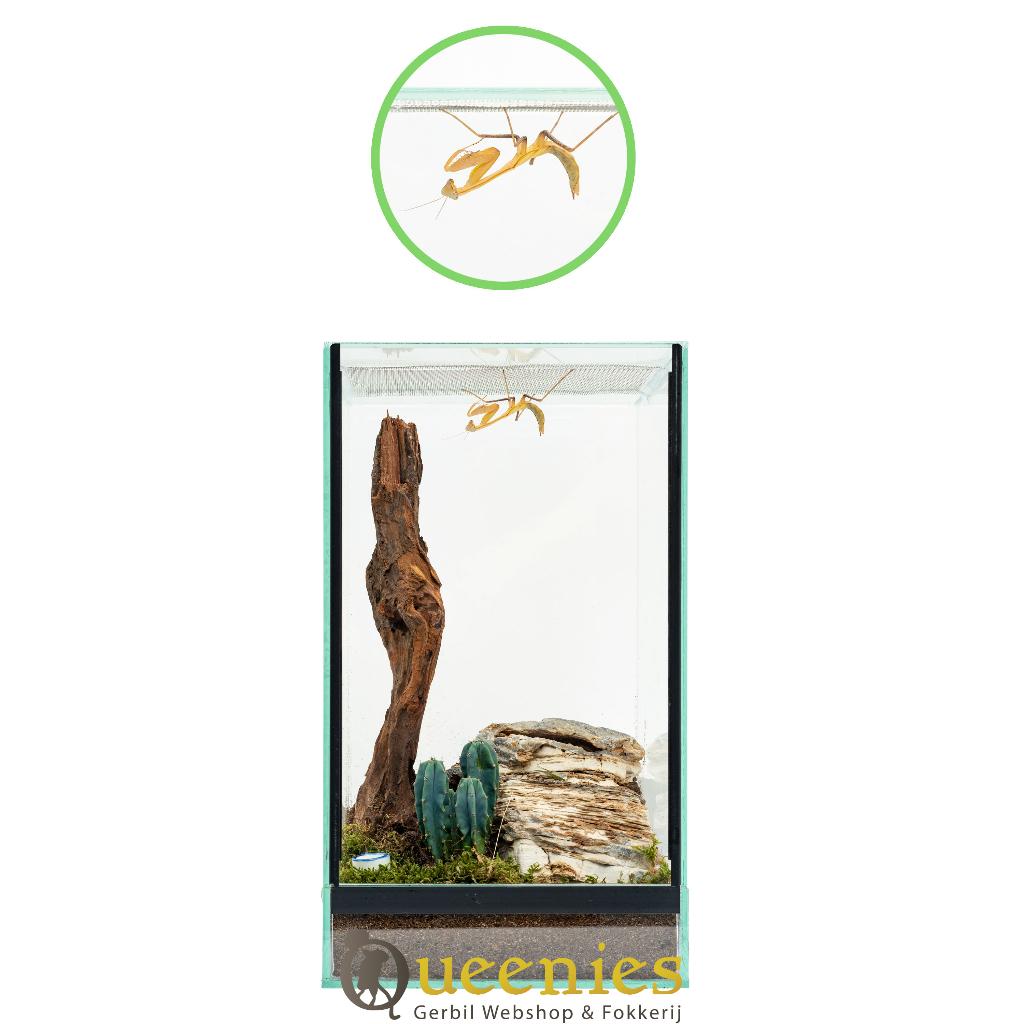 Spinnen verblijf glas 20x20x35 terrarium, Ophalen of Verzenden, Nieuw