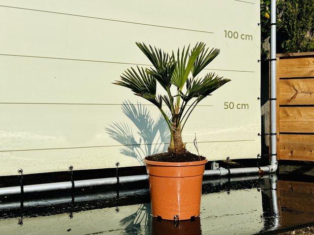 Palmboom - Trachycarpus Wagnerianus - stamhoogte 15-25 cm, In pot, Halfschaduw, Ophalen of Verzenden, Minder dan 100 cm