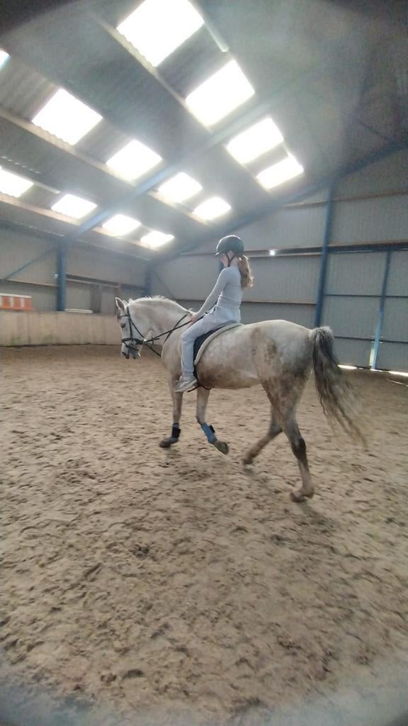 Verzorg pony gezocht, Ophalen of Verzenden