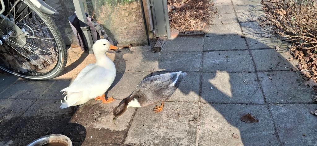 Broedeieren Hollandse kwakers, Dieren en Toebehoren, Pluimvee, Geslacht onbekend, Kip