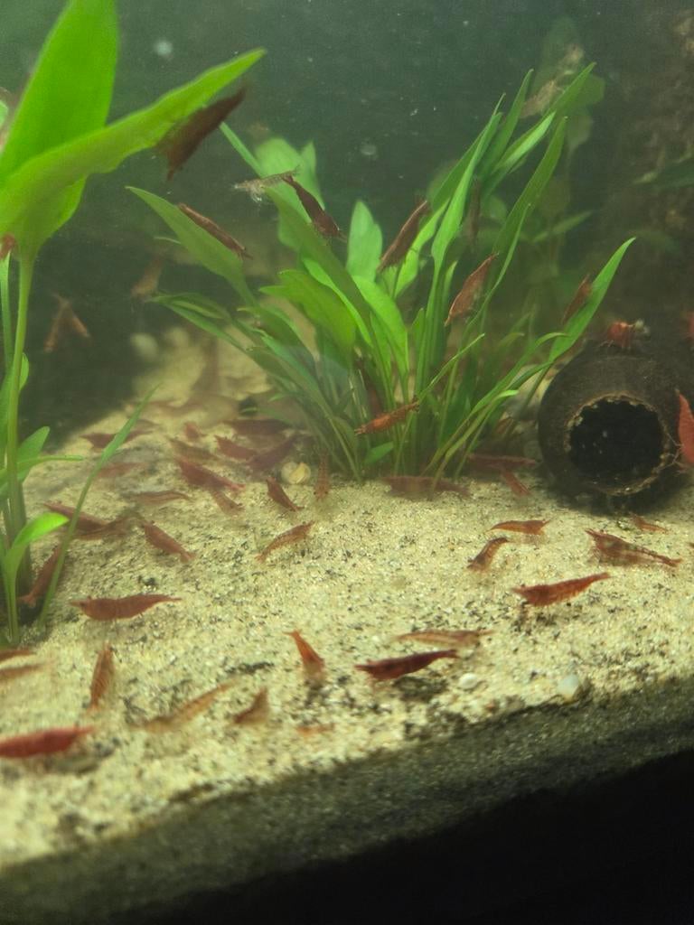 Vuurgarnalen, Dieren en Toebehoren, Vissen | Aquariumvissen, Kreeft, Krab of Garnaal