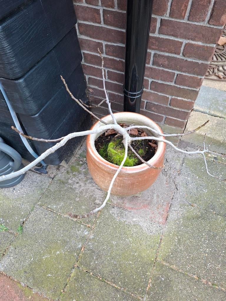 Vijgplant, Tuin en Terras, Ophalen, Minder dan 100 cm