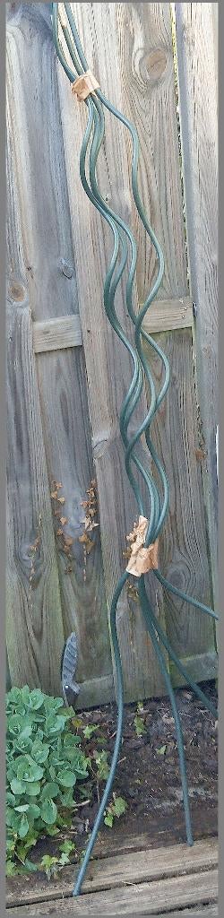 Planten staken Peacock 180 cm vier stuk 10, Ophalen, Bloeit niet, Overige soorten, Volle zon