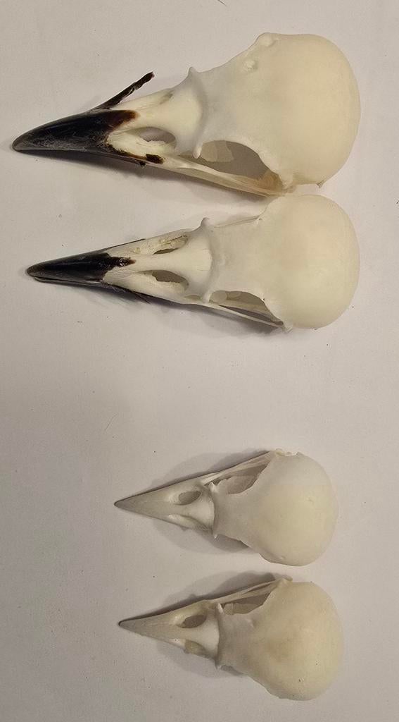 schedels kraaien en kauwen, kauwepoten en kippepoten, Ophalen of Verzenden, Nieuw, Boerderijdier, Schedel