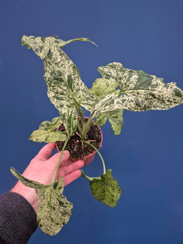 Syngonium Mojito Mottled p12, Huis en Inrichting, Kamerplanten, Ophalen of Verzenden, Halfschaduw, Minder dan 100 cm