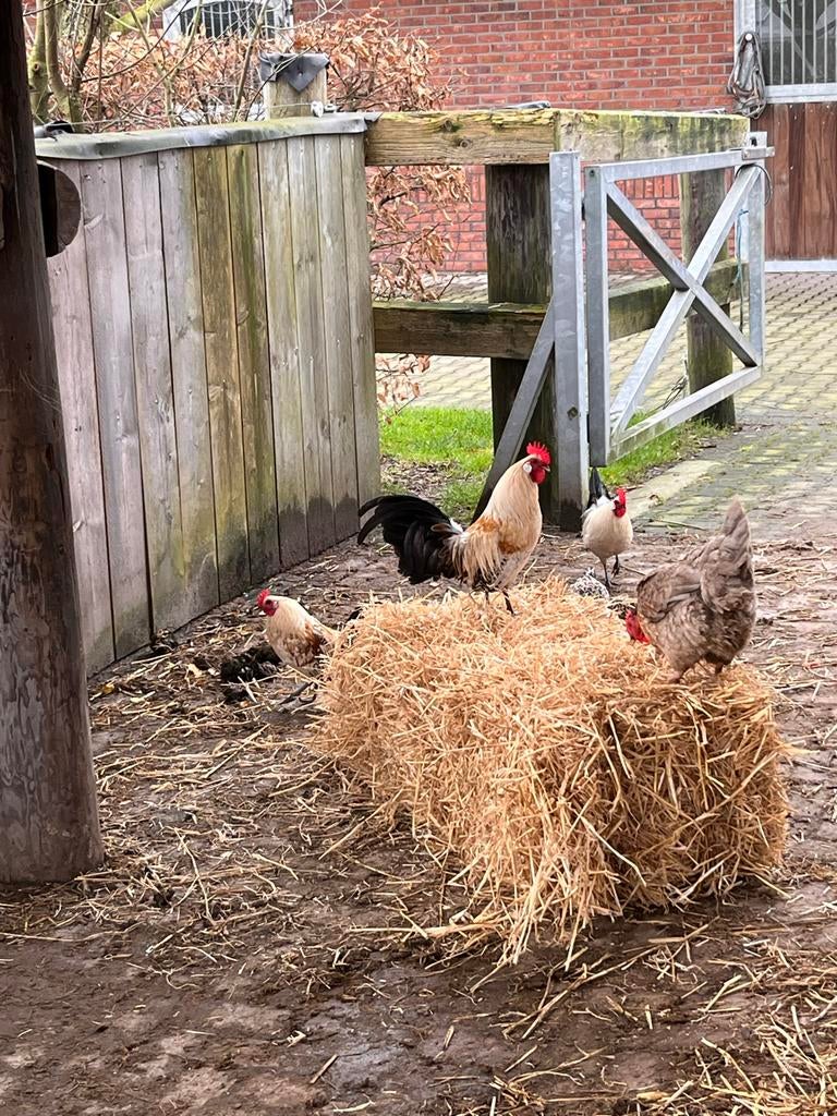 3 Citroenpel haantjes gratis friese hoen, Dieren en Toebehoren, Mannelijk, Kip