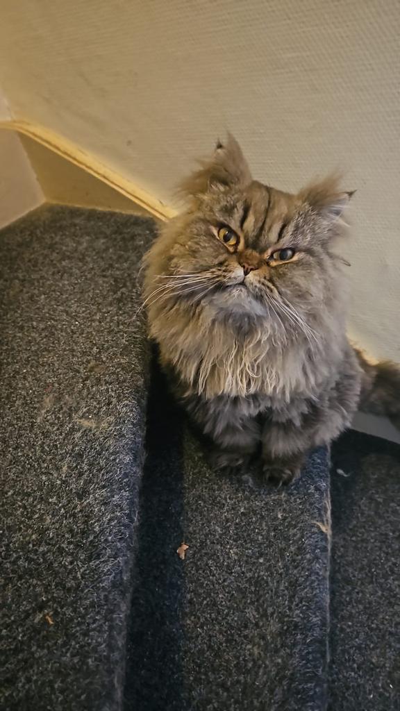 Twee Perzische Katers, Dieren en Toebehoren, Kater, Gechipt, 3 tot 5 jaar