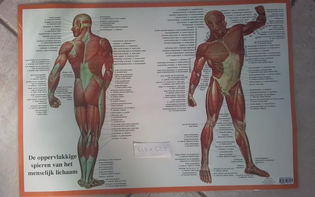 Spieren Menselijk lichaam, Ophalen of Verzenden