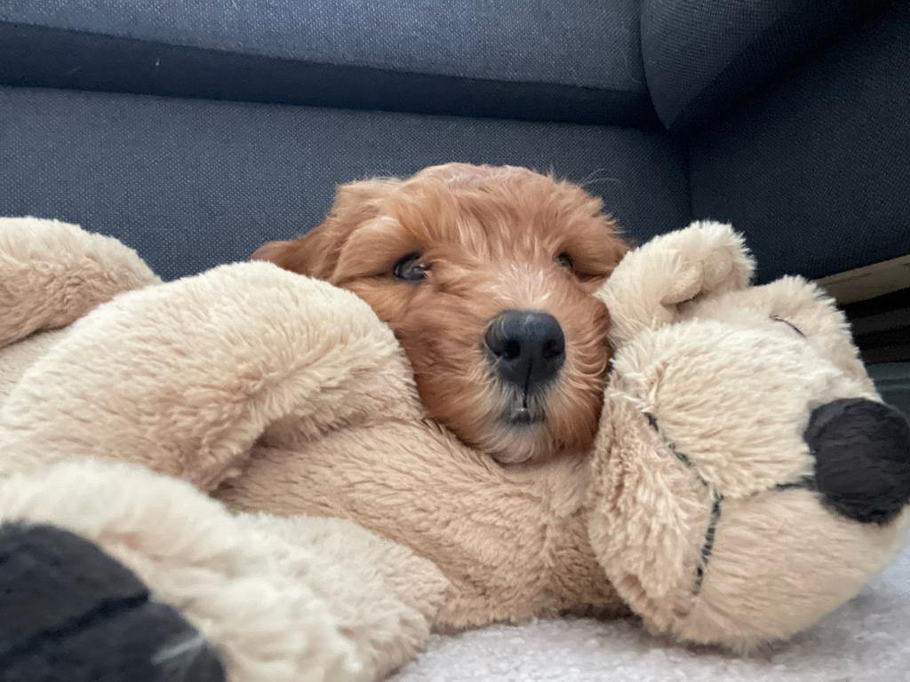 Autralian Labradoodle medium pups + stamboom verwacht 17-04, Overige rassen, Parvo, Meerdere, Meerdere dieren