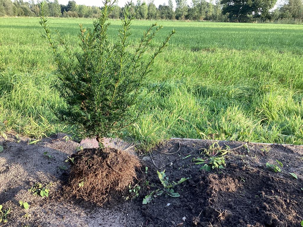 Te koop Taxus, Ophalen of Verzenden, Taxus, Minder dan 100 cm