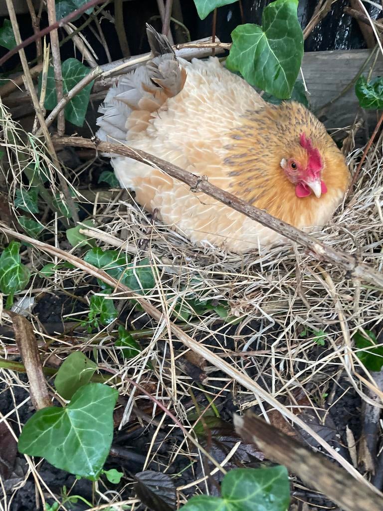 Krielkip bevruchte eieren, Dieren en Toebehoren, Pluimvee, Geslacht onbekend, Kip