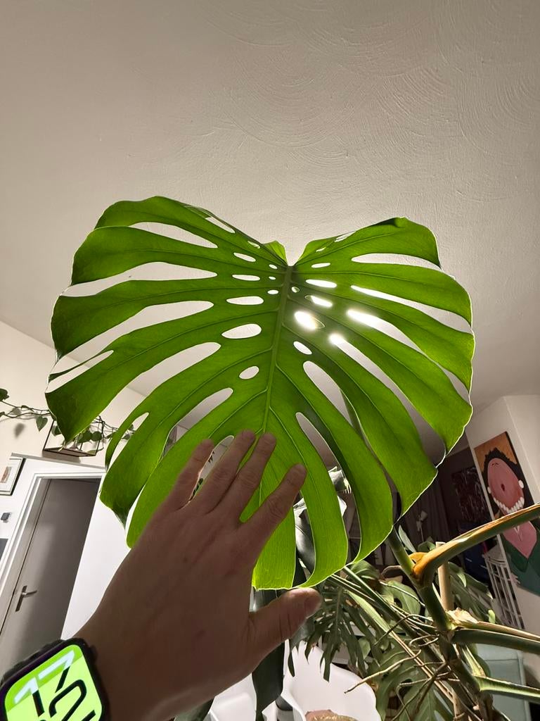 Big Monstera, Huis en Inrichting, Ophalen, Halfschaduw, Minder dan 100 cm