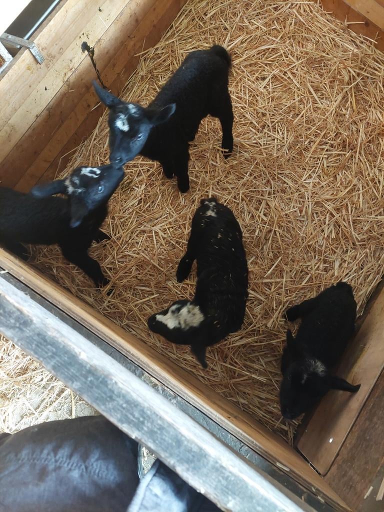 Leblammeren uit meerlingen, Dieren en Toebehoren, Vrouwelijk, Schaap
