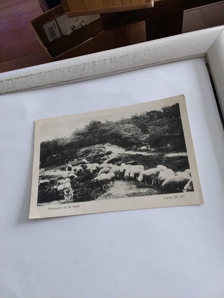 LAREN. (N.H.) SCHAAPJES OP DE HEIDE, Ophalen of Verzenden, Voor 1920, Noord-Holland