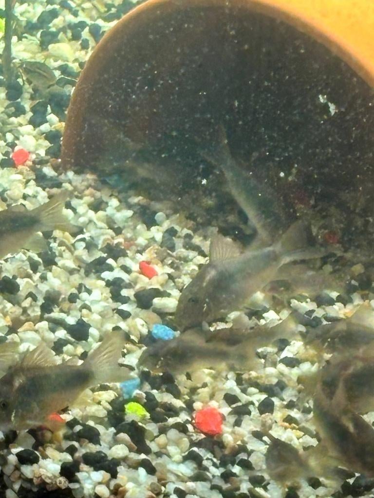 opkoper Corydoras gezocht, Vis, Zoetwatervis, Schoolvis