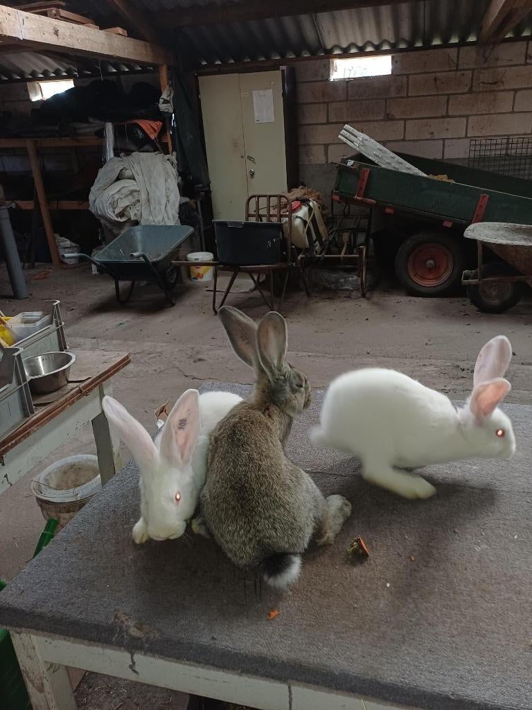 Vlaamse reus jong rammen witte en 1 grijze, Mannelijk, Groot, 0 tot 2 jaar