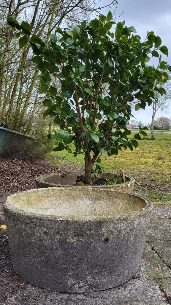 4 stuks grote betonnen bloembak/ plantenbak vorstbestedig, Ophalen, Gebruikt, Rond