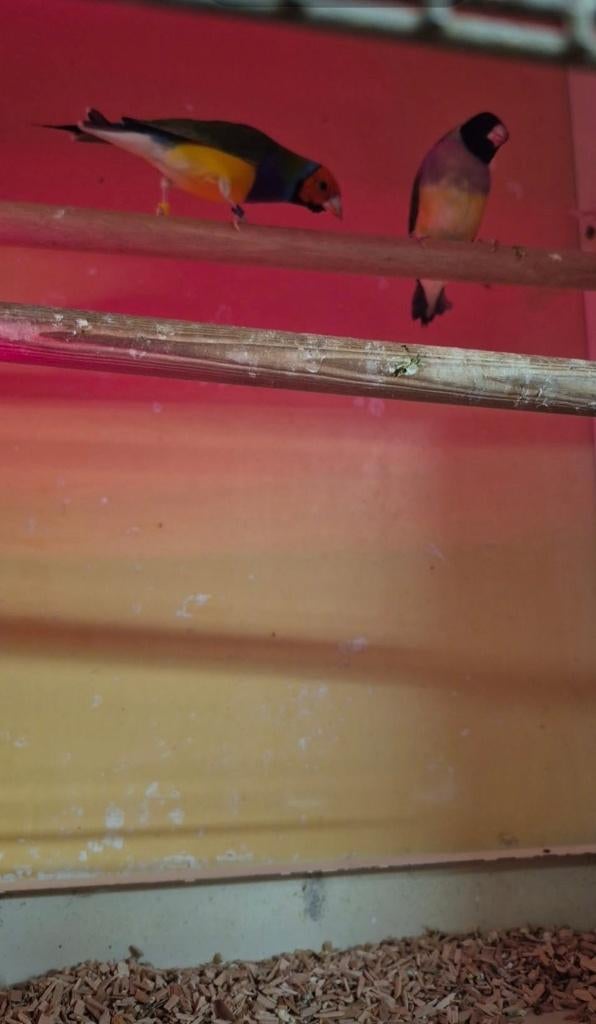 2 Koppels gouldamadines, Meerdere dieren, Kleurkanarie