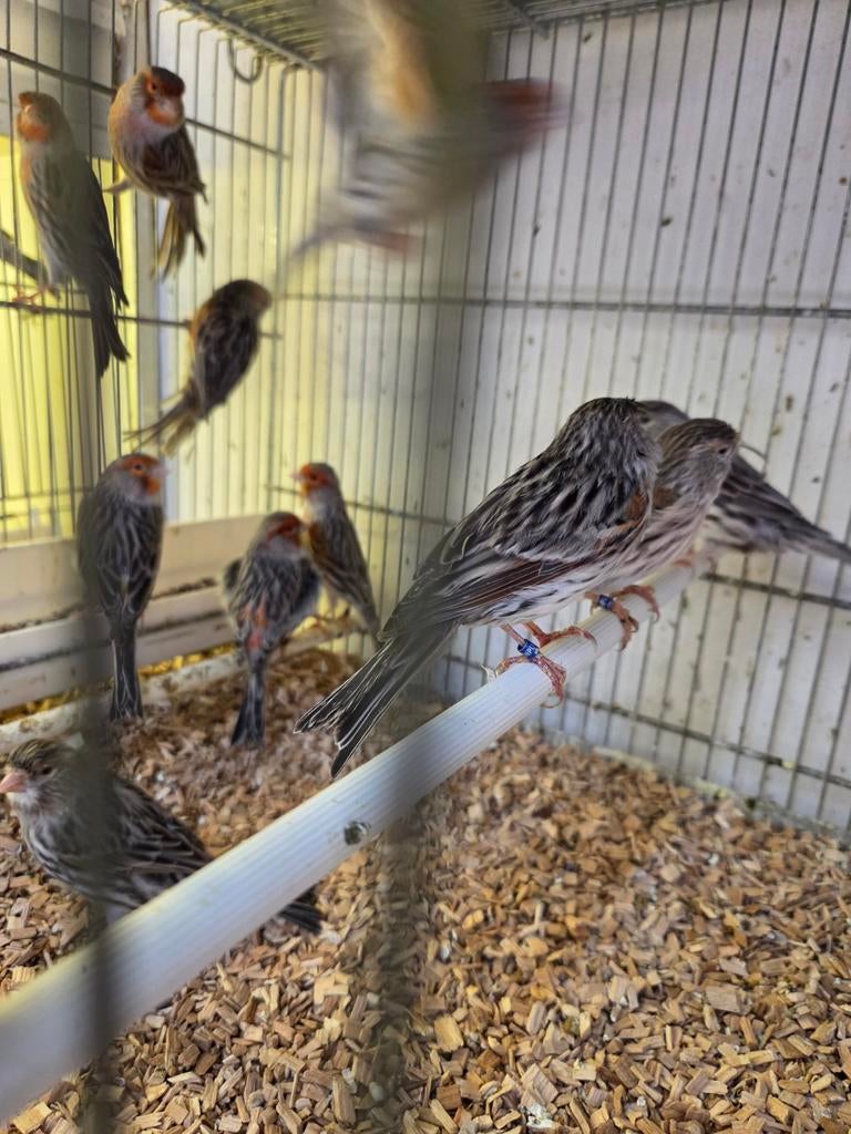 Diverse mozaiek kanaries, Dieren en Toebehoren, Vogels | Kanaries, Meerdere dieren, Kleurkanarie