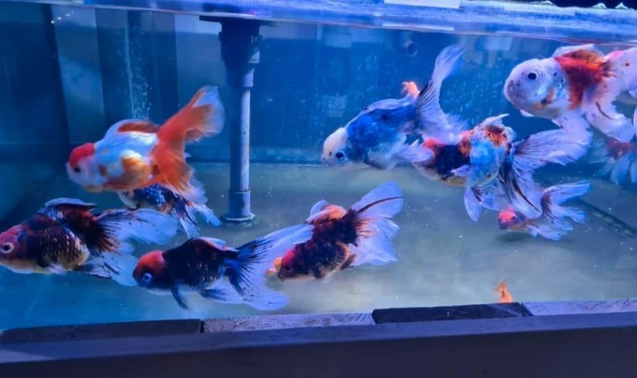 Handpick Oranda Goudvis leeuwenkop Ca + 17 cm / Koidreams, Dieren en Toebehoren, Goudvis(sen)