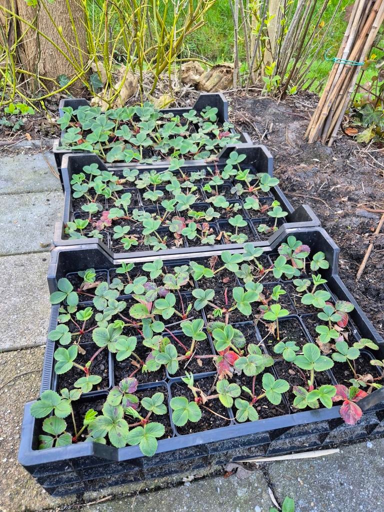 Aardbeiplanten, Ophalen of Verzenden, Volle zon