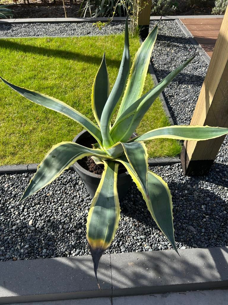 Grote agave plant inclusief pot, Volle zon, Vaste plant, Bloeit niet, Ophalen