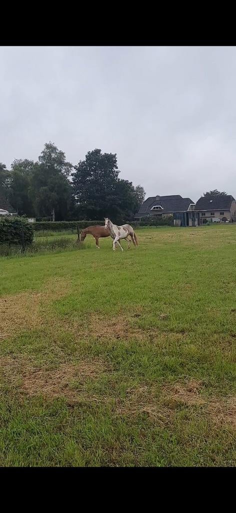 Stallen, weiland en rijbak te huur, eigen beheer, Stalling