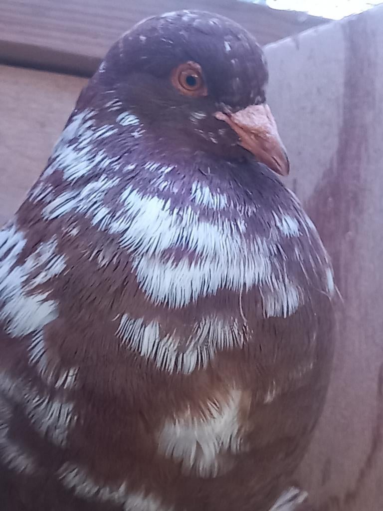 Kropper Hollandse lokduif Haags krop, Dieren en Toebehoren, Mannelijk, Kropper