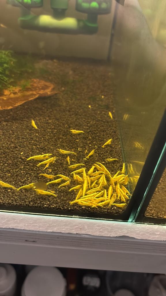 Yellow backstipe garnalen HG, Kreeft, Krab of Garnaal