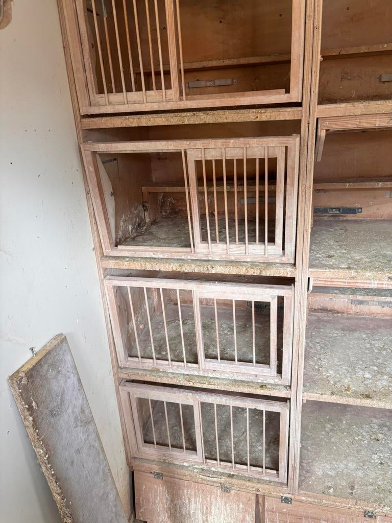 Kweek hokken duiven 4x4 ophalen in vries, Dieren en Toebehoren, Vogels | Duiven, Meerdere dieren, Postduif