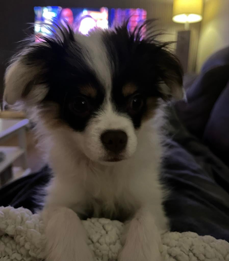 Pomchi x cavelier pup teefje, Parvo, 15 weken tot 1 jaar, Overige rassen, Teef