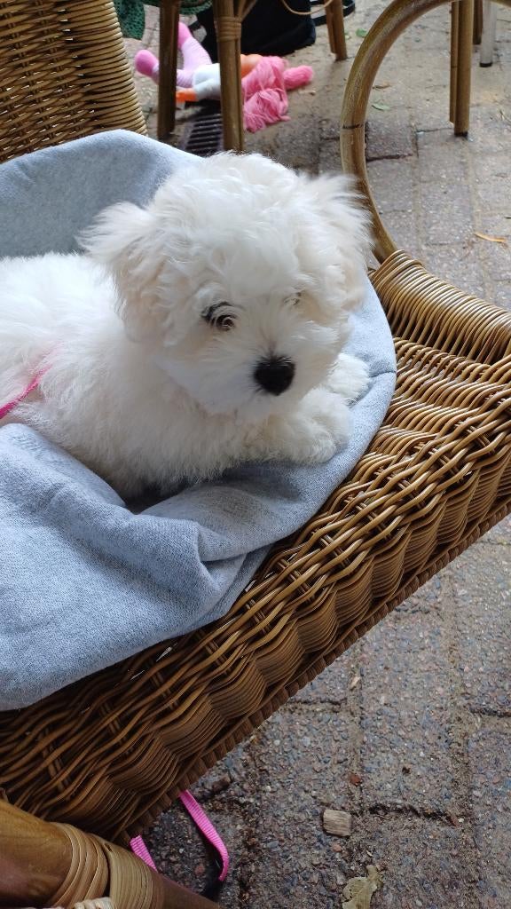 Draagzak voor puppy, Ophalen of Verzenden, Zo goed als nieuw