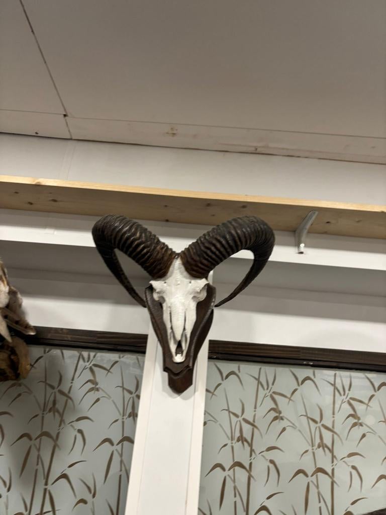 Moeflon gewei, Ophalen of Verzenden, Zo goed als nieuw, Hert, Gewei of Kop