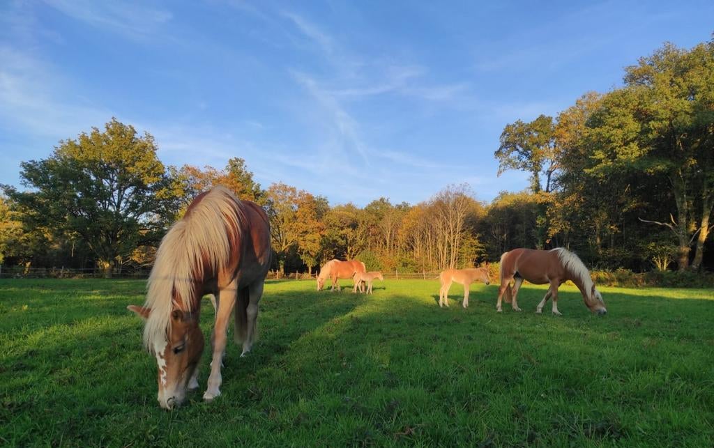 365 dagen buiten | Paardenpension Frankrijk | Koudbloed & ru