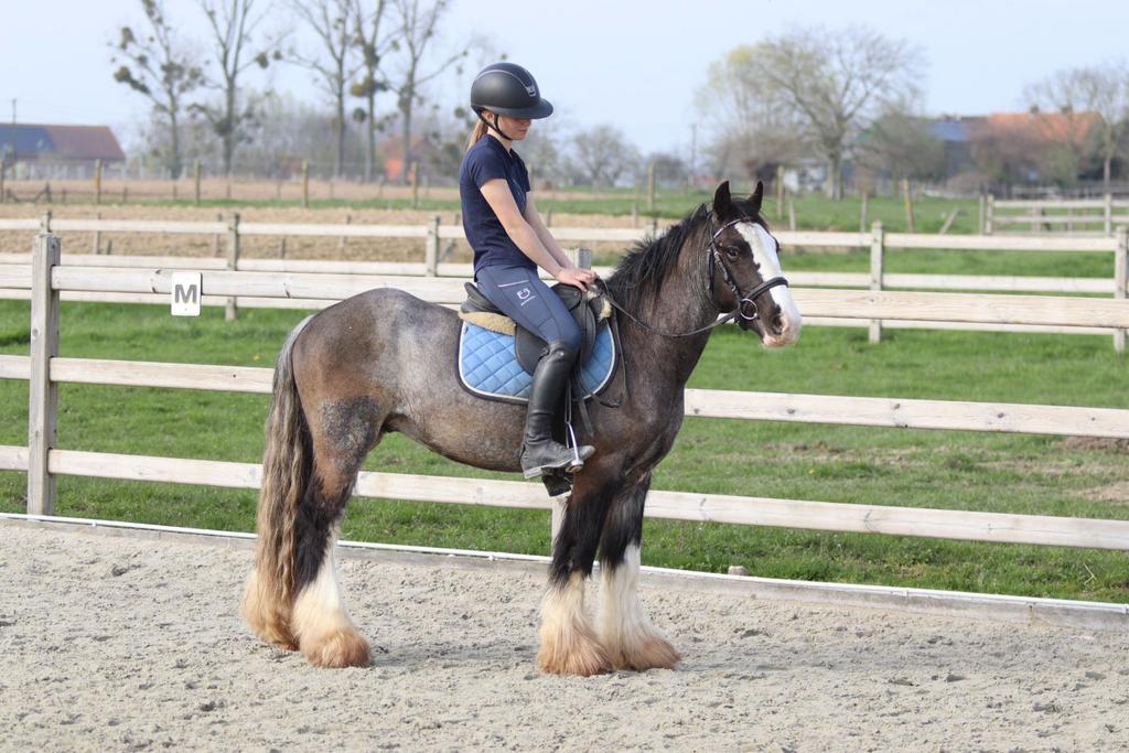 elegante Tinker ruin, Dieren en Toebehoren, Ruin, Zadelmak, 3 tot 6 jaar, Gechipt