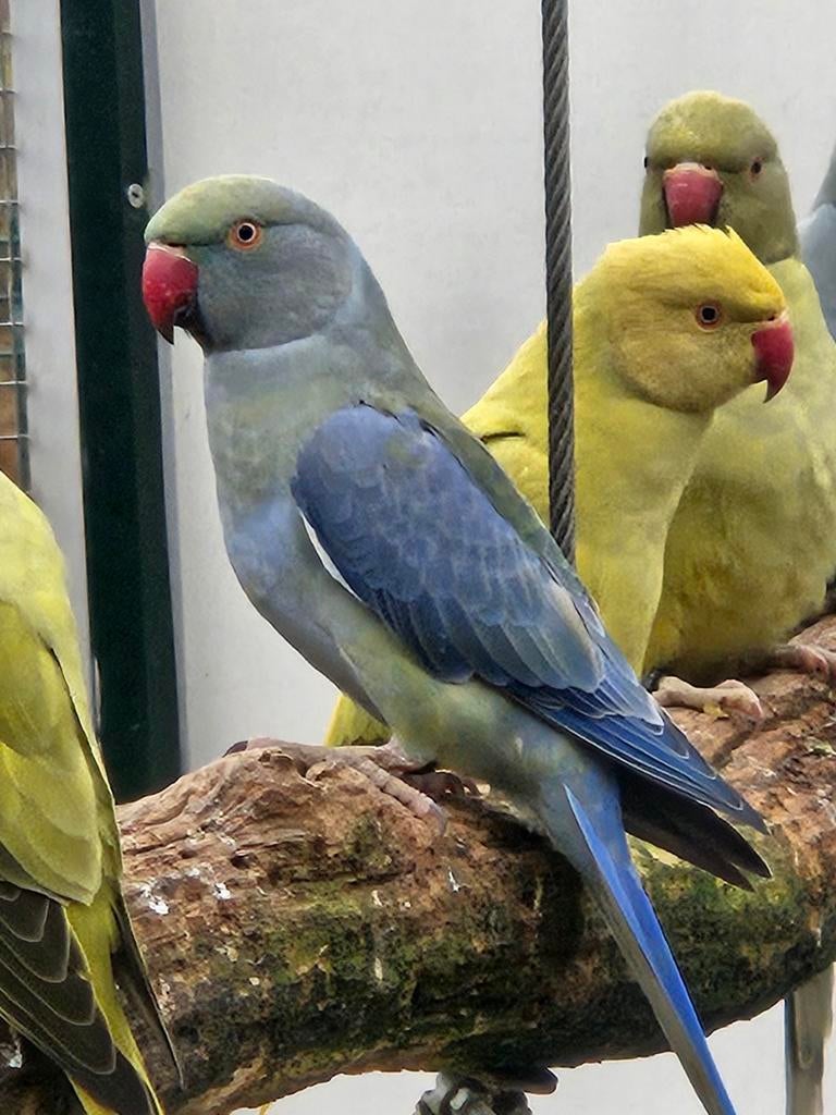 Halsbandparkiet pop split witkopwitstaart, Vrouwelijk, Parkiet, Geringd