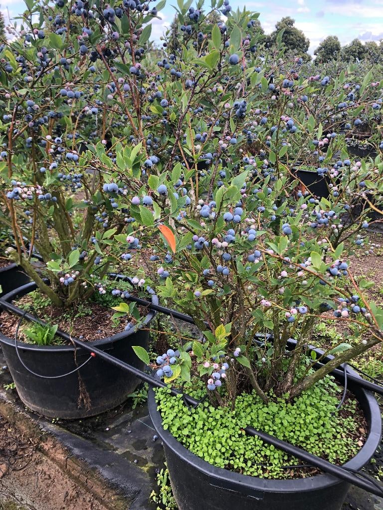 van af € 10,- in 60 liter pot, Tuin en Terras, Planten | Fruitbomen, Ophalen, Lente, Overige soorten, In pot