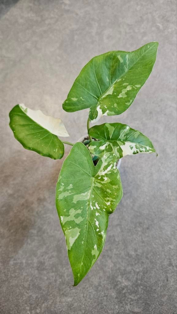 Alocasia Okinawa Silver Variegata, Huis en Inrichting, Kamerplanten, Ophalen of Verzenden, Halfschaduw, Minder dan 100 cm