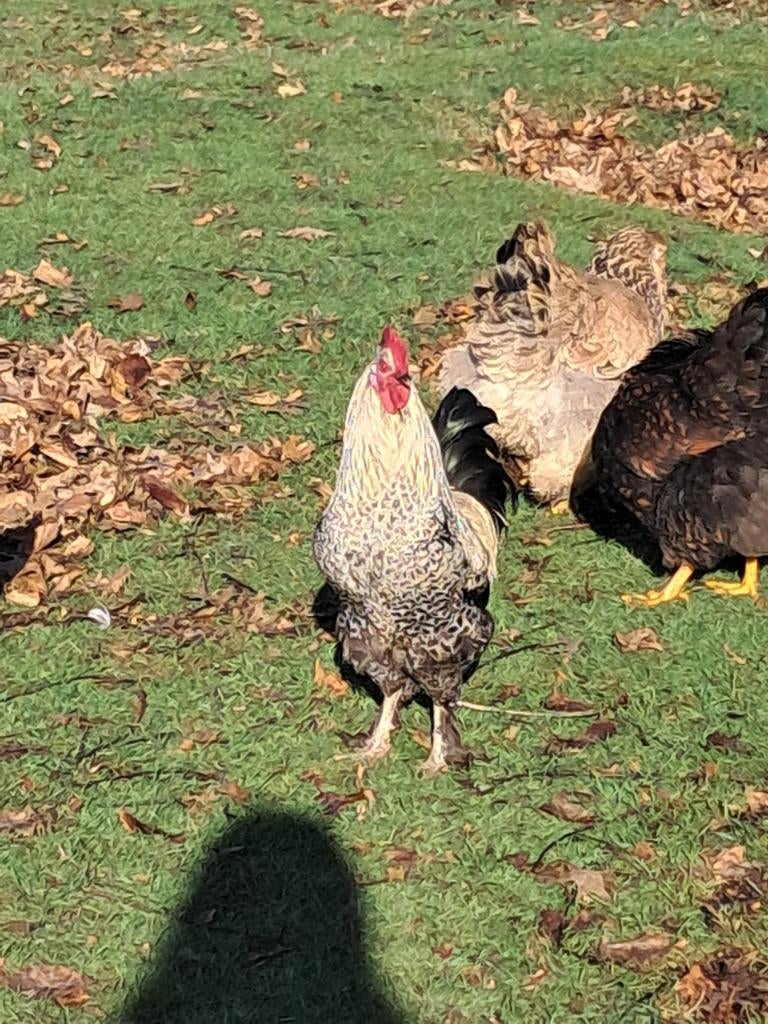 Mooi Haan, Dieren en Toebehoren, Mannelijk, Kip
