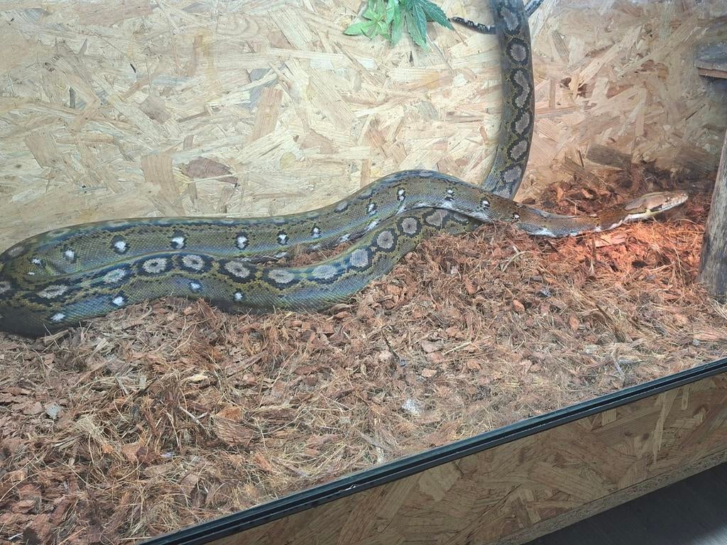 0.1 Superdwarf retic vrouw met of zonder terrarium Reticulated Python - female for sale from Ruud