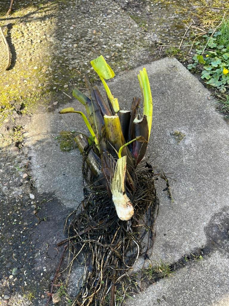 Snoekkruid waterplant, Tuin en Terras, Planten | Tuinplanten, Ophalen, Overige soorten, Volle zon