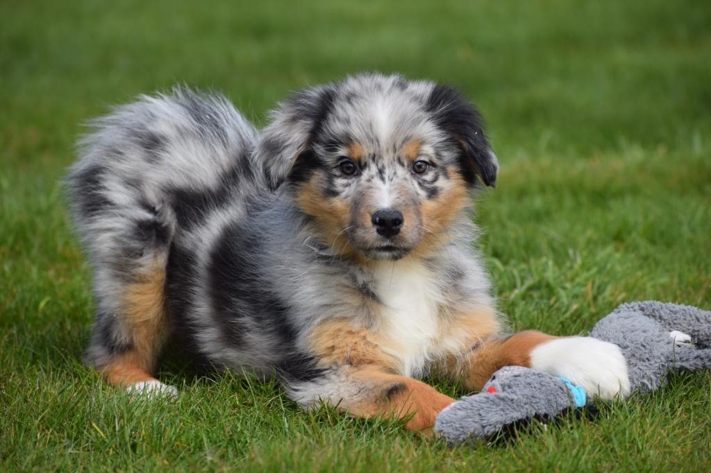 Australische herder pups, Nederland, 15 weken tot 1 jaar, Meerdere, Meerdere dieren
