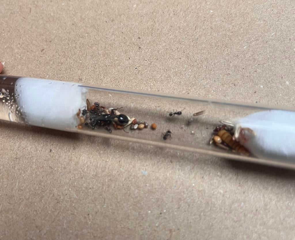 Messor barbarus 10w~, Dieren en Toebehoren, Insecten en Spinnen, Mieren