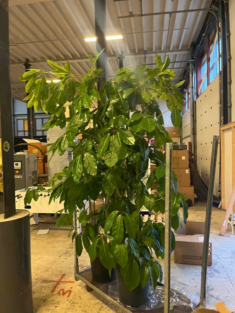 Hele grote volle schefflera – 250-300cm, Ophalen of Verzenden