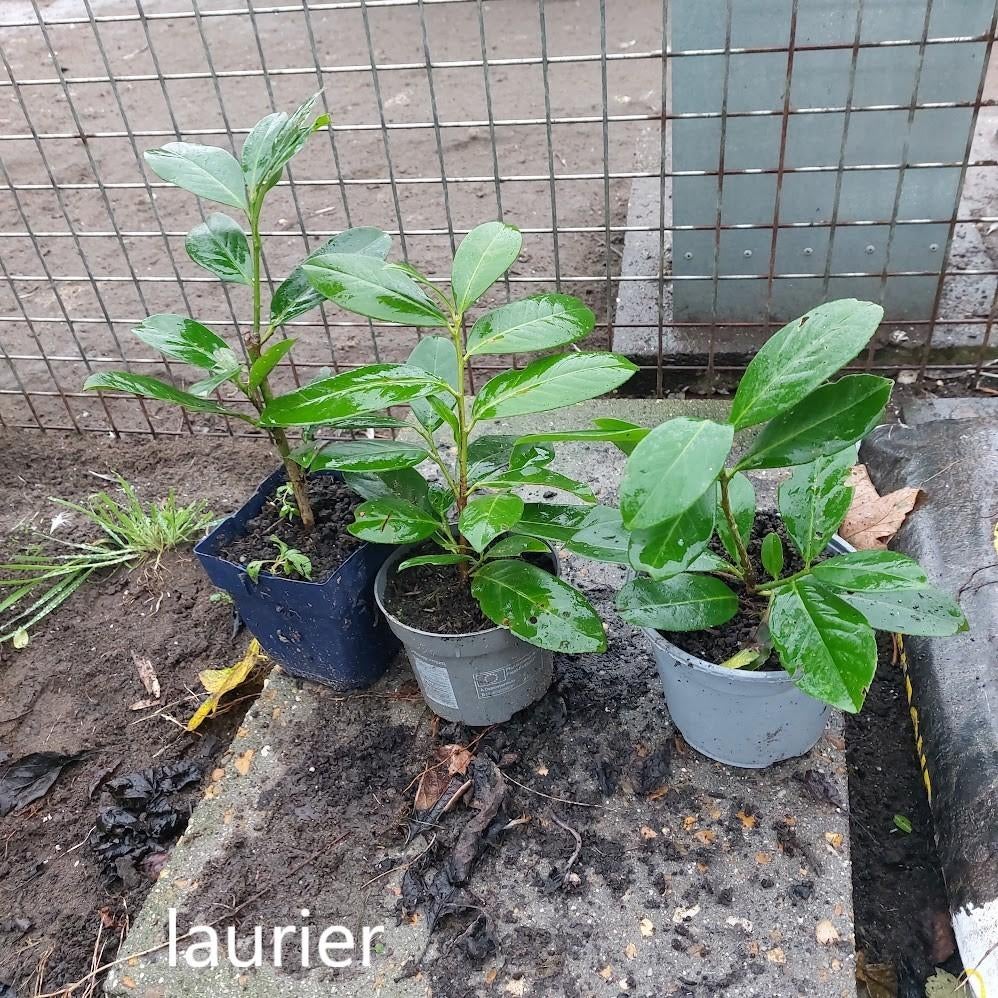 Laurier, Ophalen, Laurier, Haag, Minder dan 100 cm
