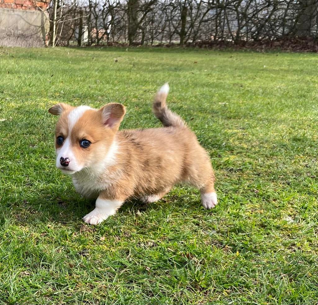 Te koop mooie Cardigan Welsh Corgi pup pups, Dieren en Toebehoren, Honden | Herdershonden en Veedrijvers, Parvo, Nederland, 8 tot 15 weken