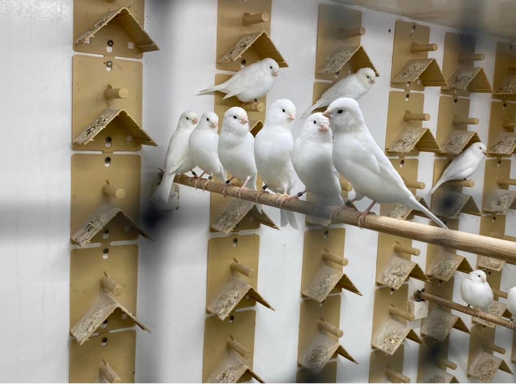 Kanarie poppen, Vrouwelijk