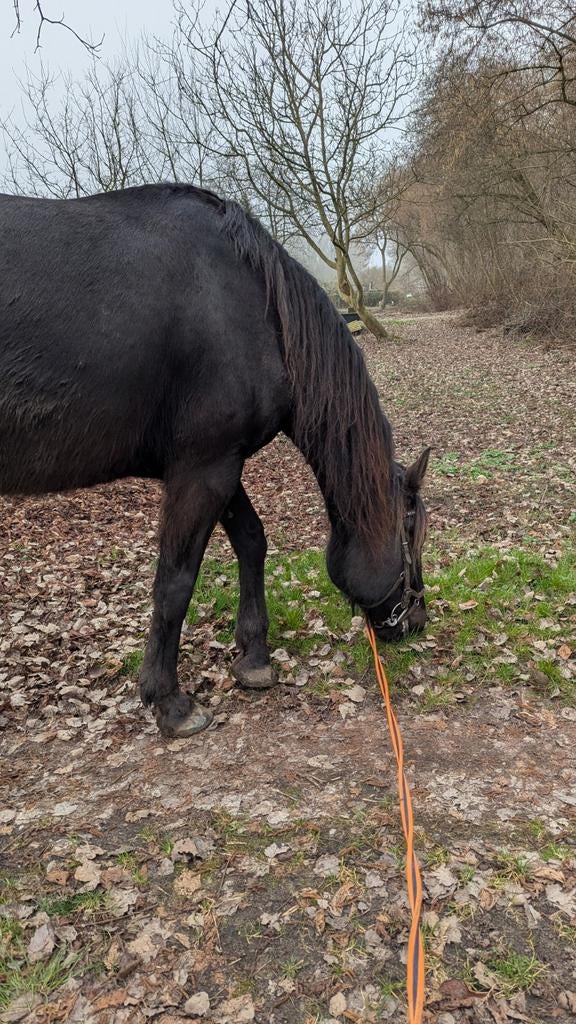 Opzoek naar verzorg pony (Beschrijving), Ophalen