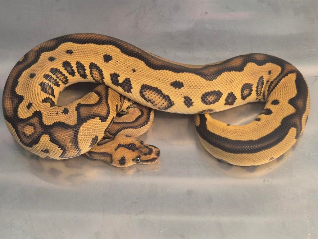 1.0 python regius leopard yb clown Ball Python - male for sale from Chris