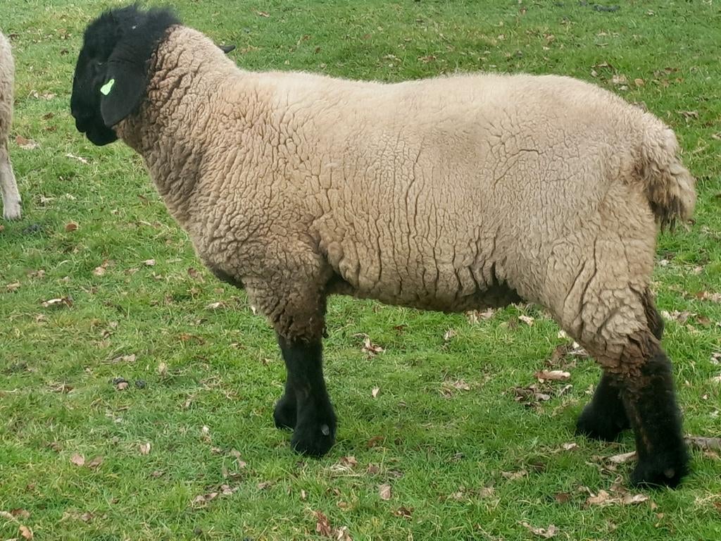 Suffolk dekram, Dieren en Toebehoren, Mannelijk, Schaap